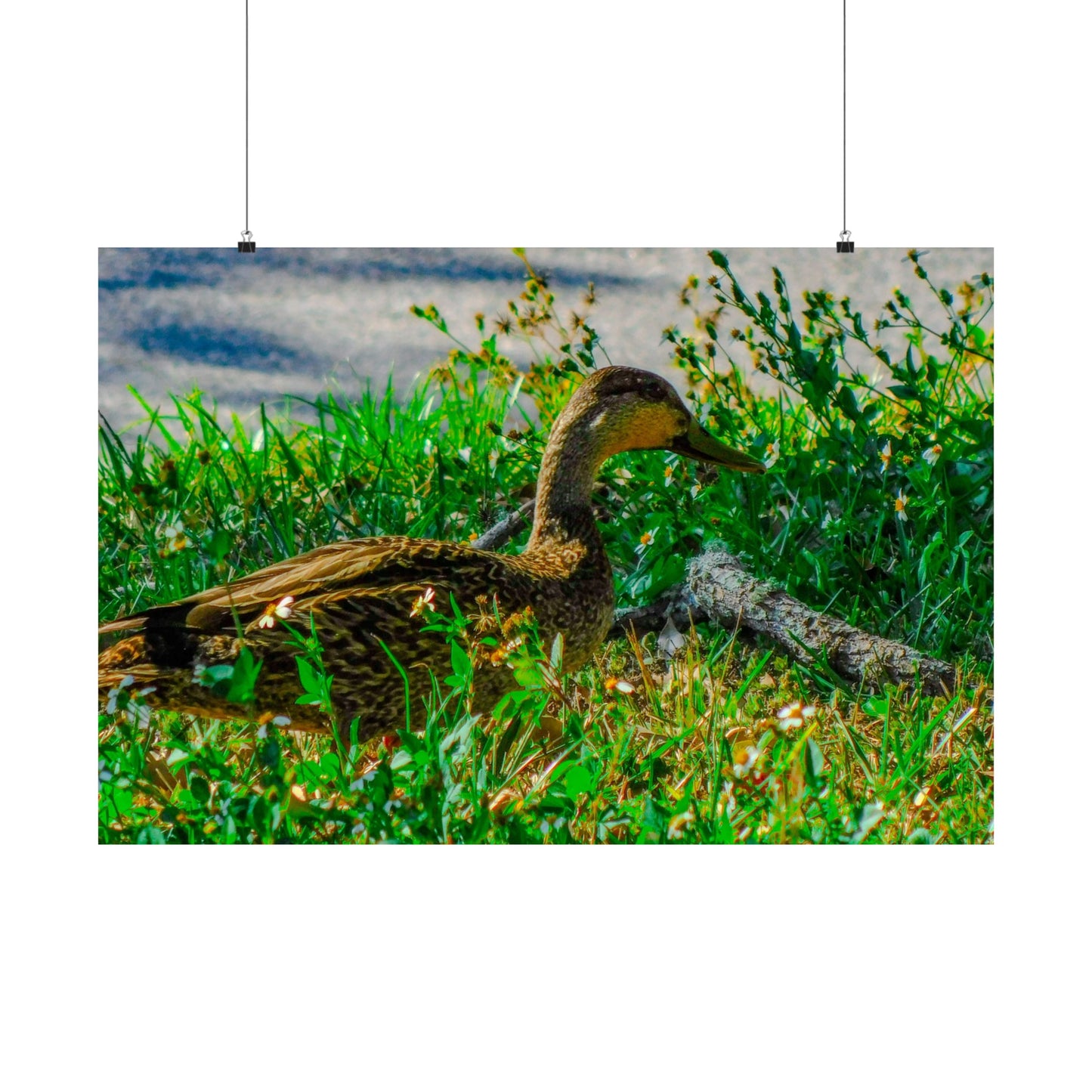 Cute Duck Photography Matte Horizontal Posters