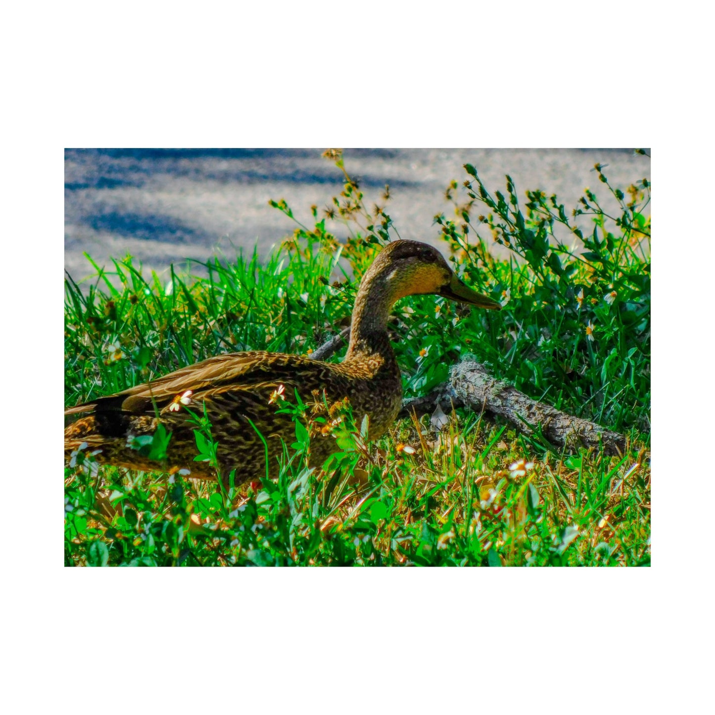 Cute Duck Photography Matte Horizontal Posters