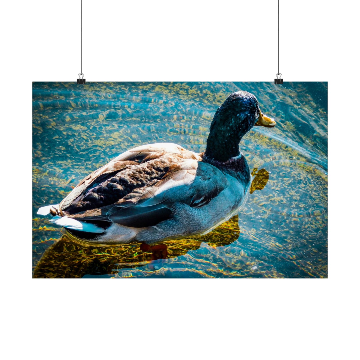 Duck  Matte Horizontal Posters