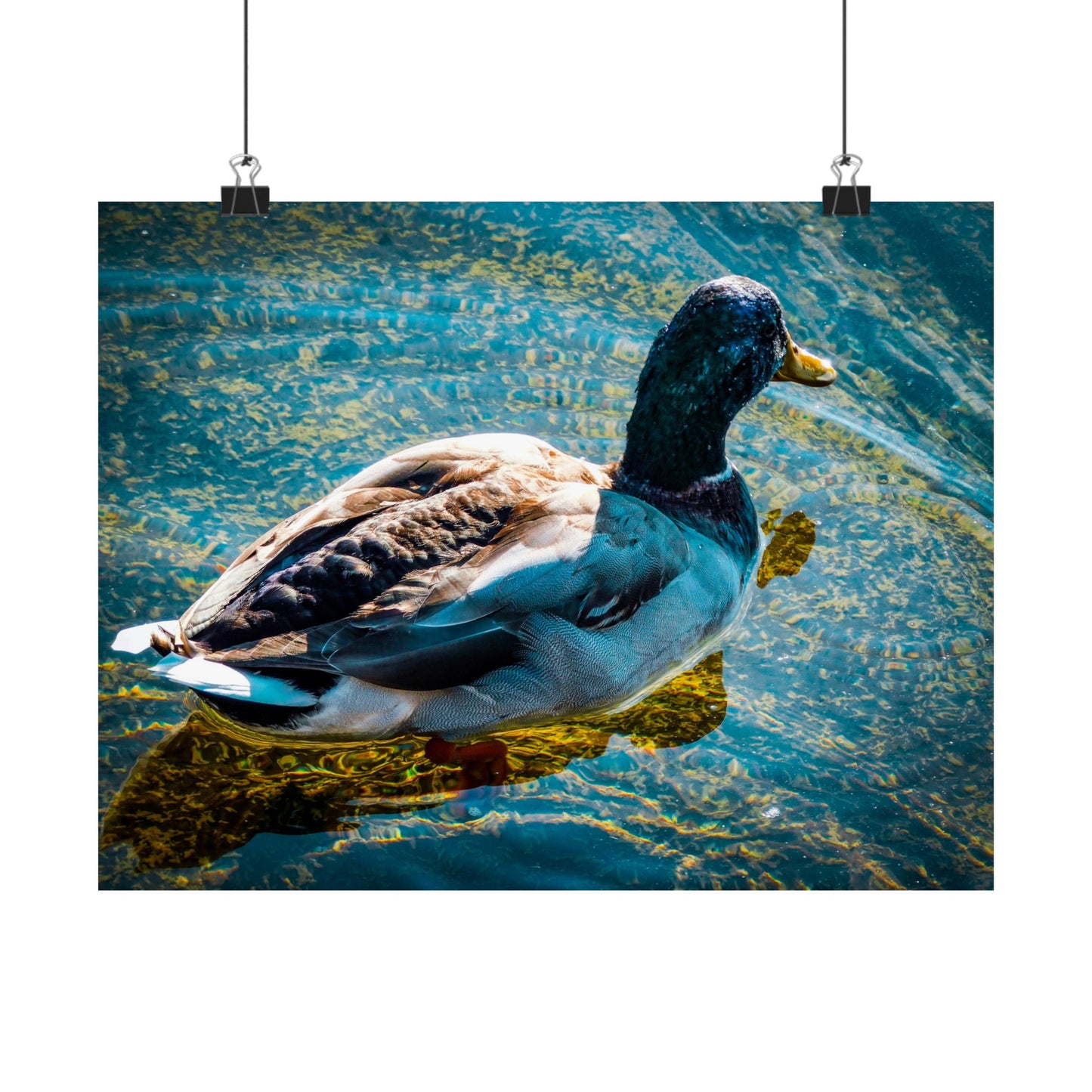 Duck  Matte Horizontal Posters