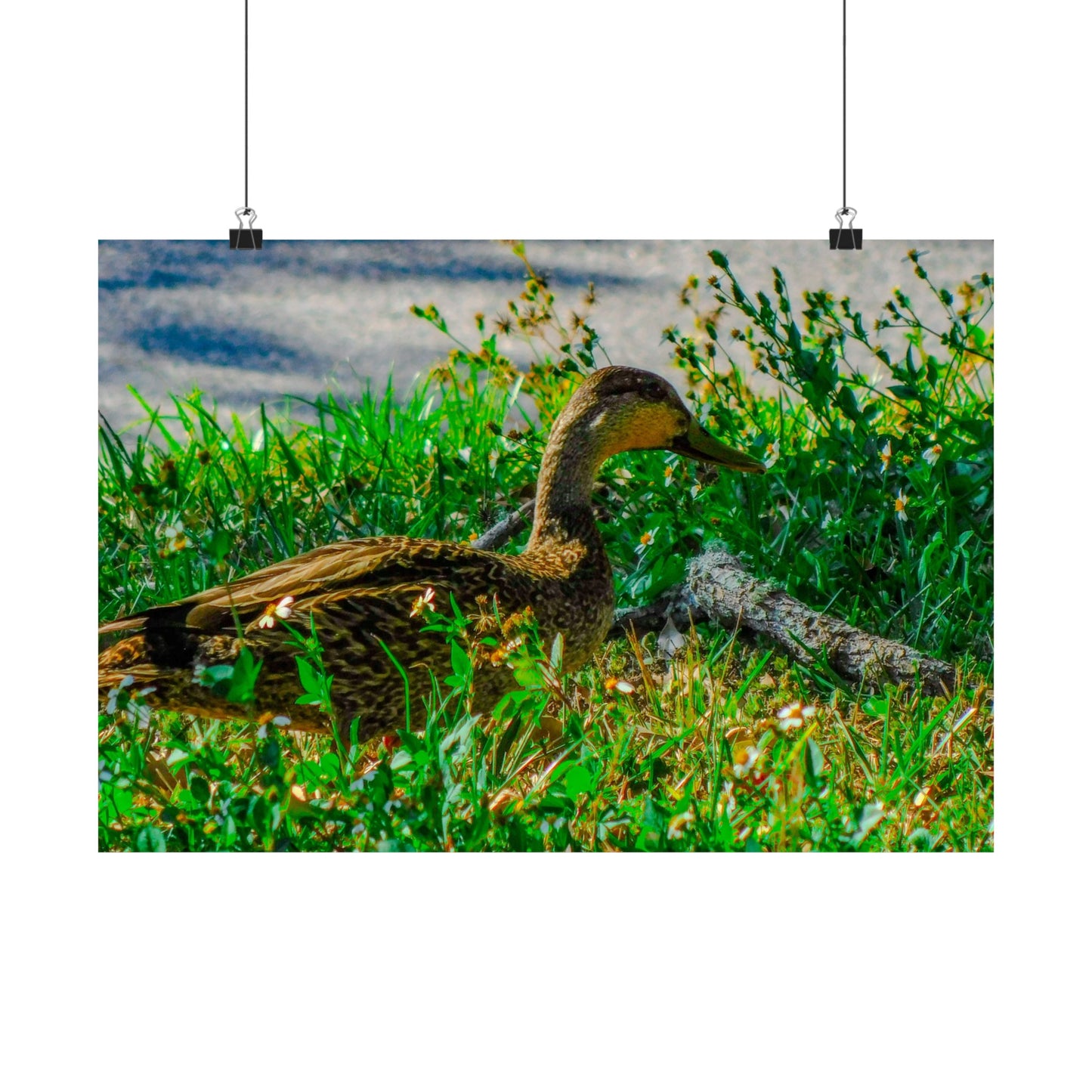 Cute Duck Photography Matte Horizontal Posters