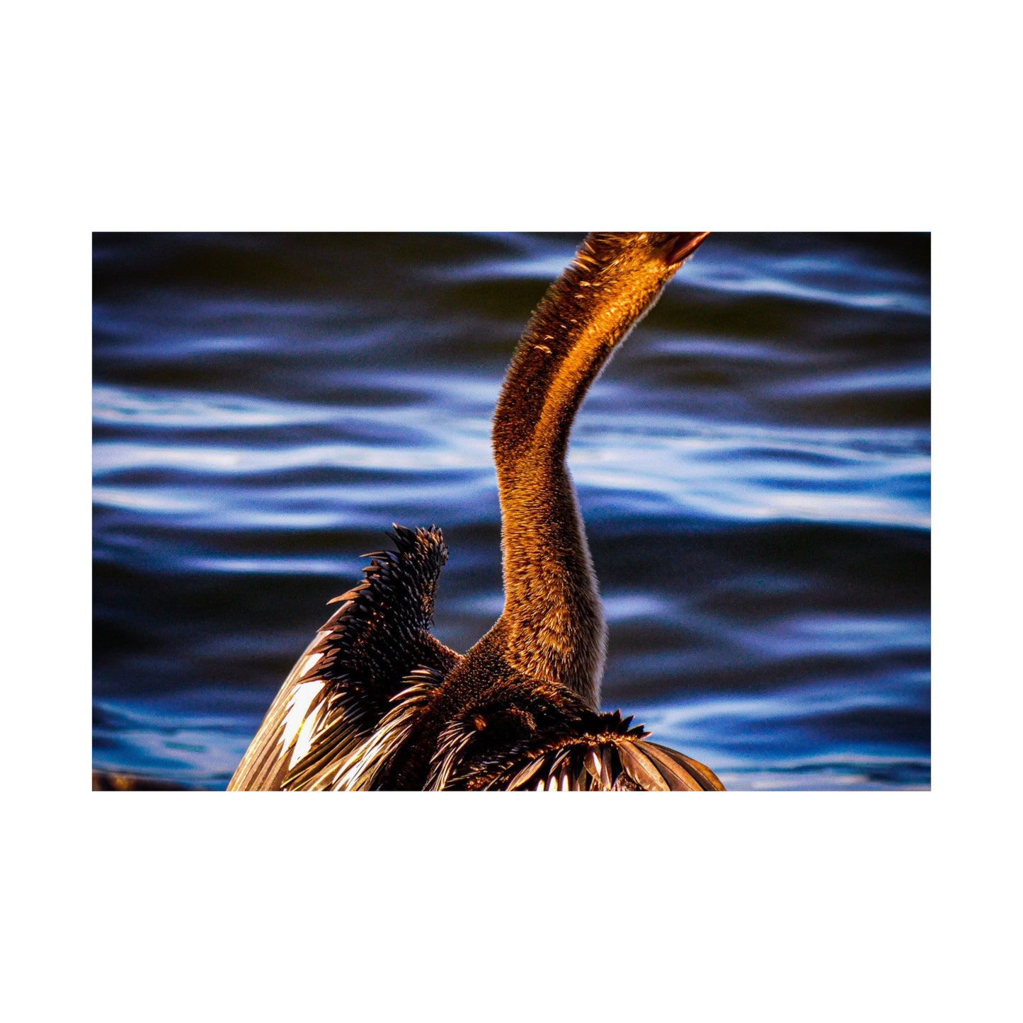 Bird Matte Horizontal Posters