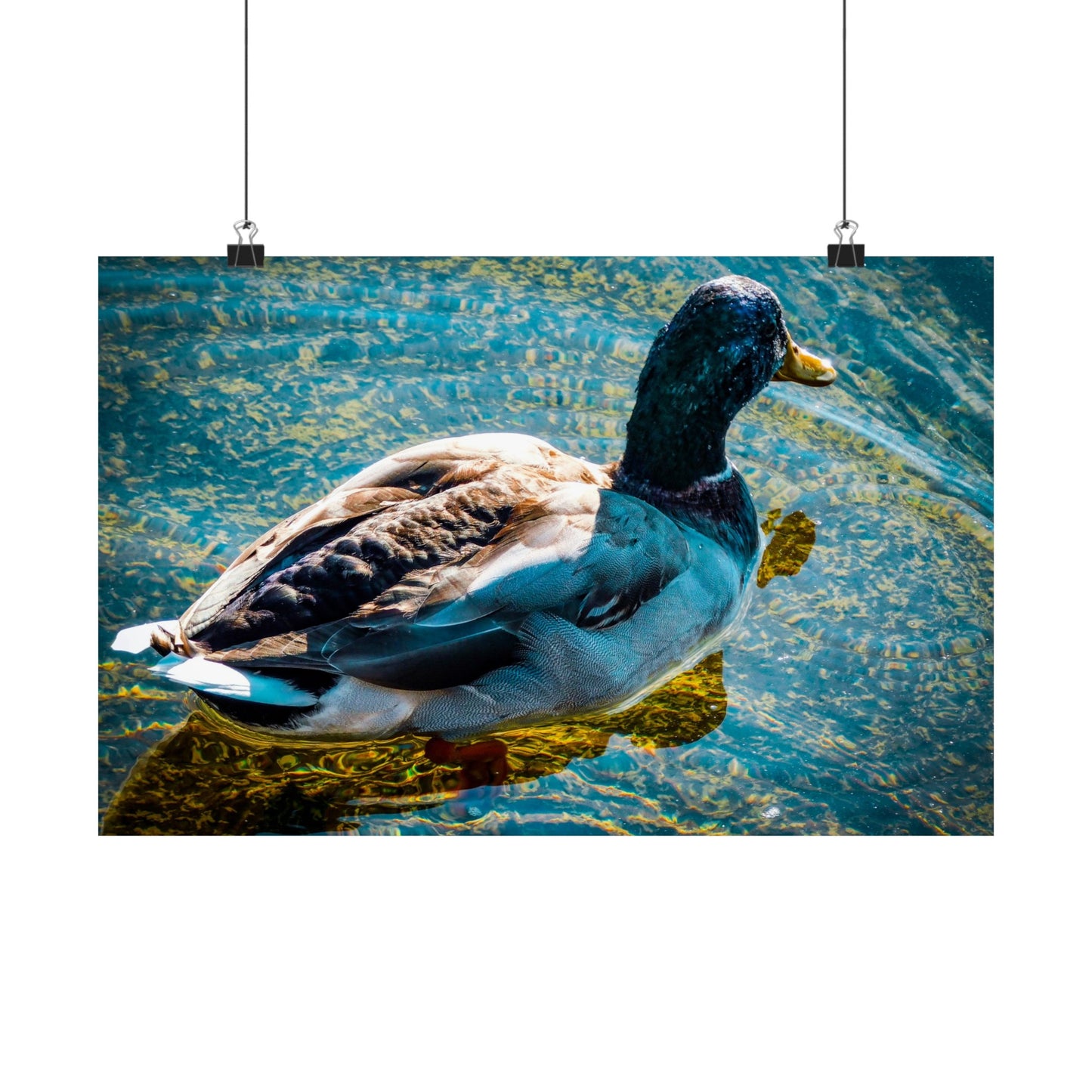 Duck  Matte Horizontal Posters