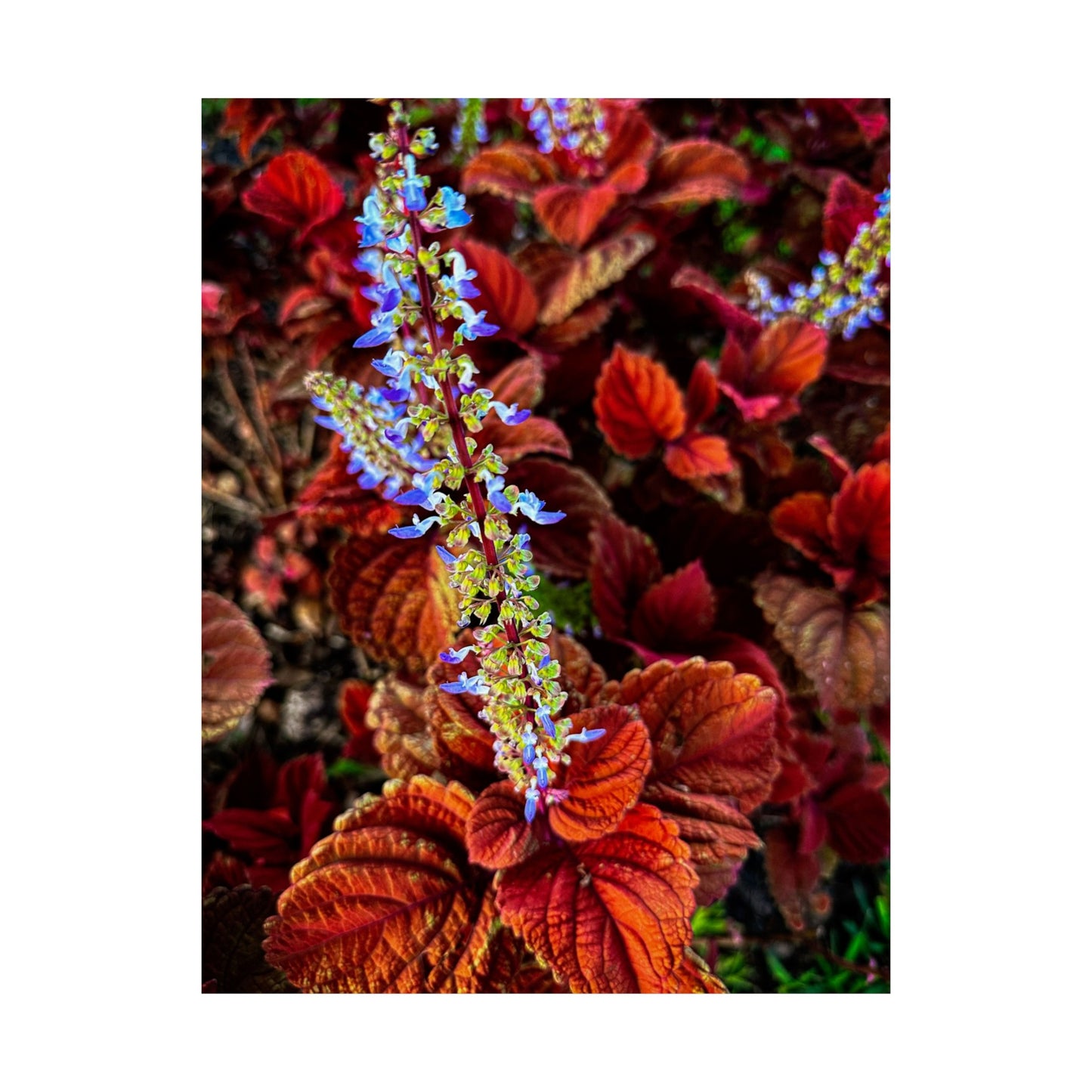 Flowers| Matte Vertical Posters | Gifts| Posters| Professional photos