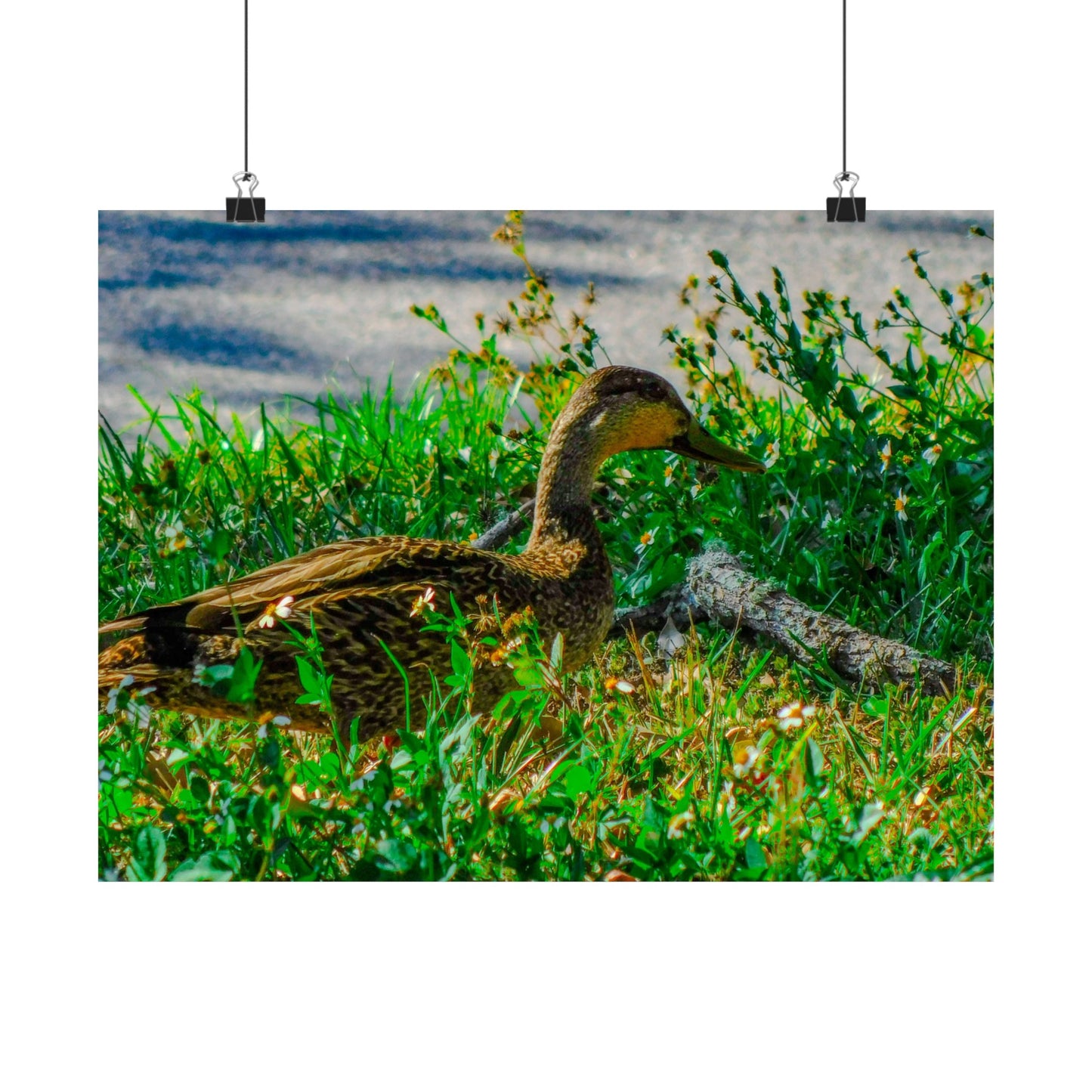 Cute Duck Photography Matte Horizontal Posters