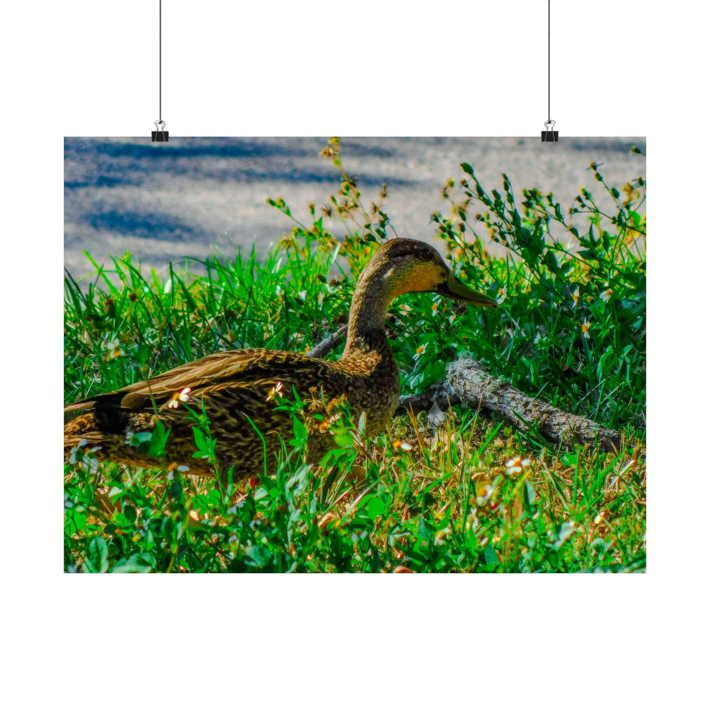 Cute Duck Photography Matte Horizontal Posters