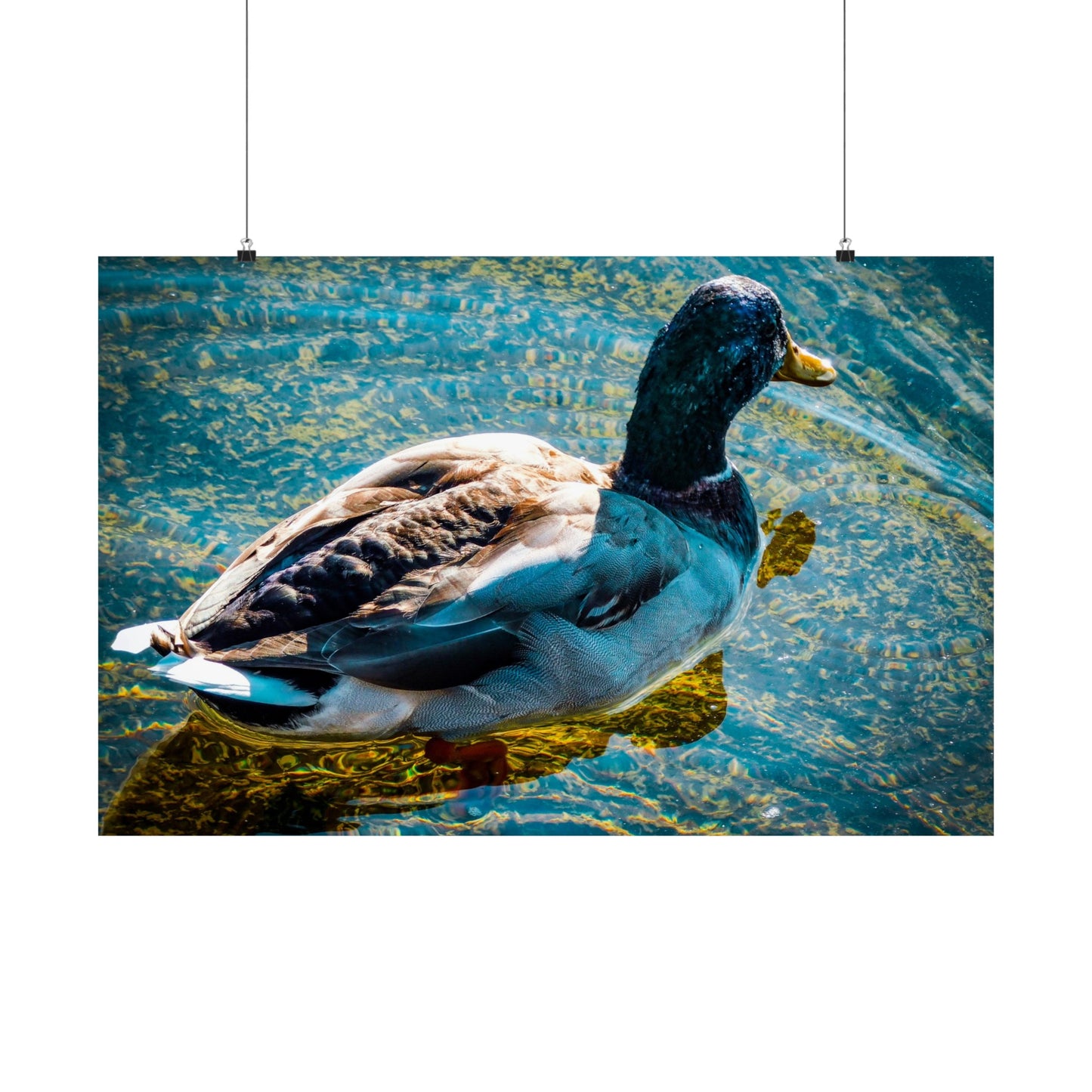 Duck  Matte Horizontal Posters