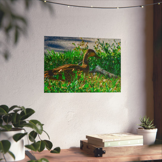 Cute Duck Photography Matte Horizontal Posters