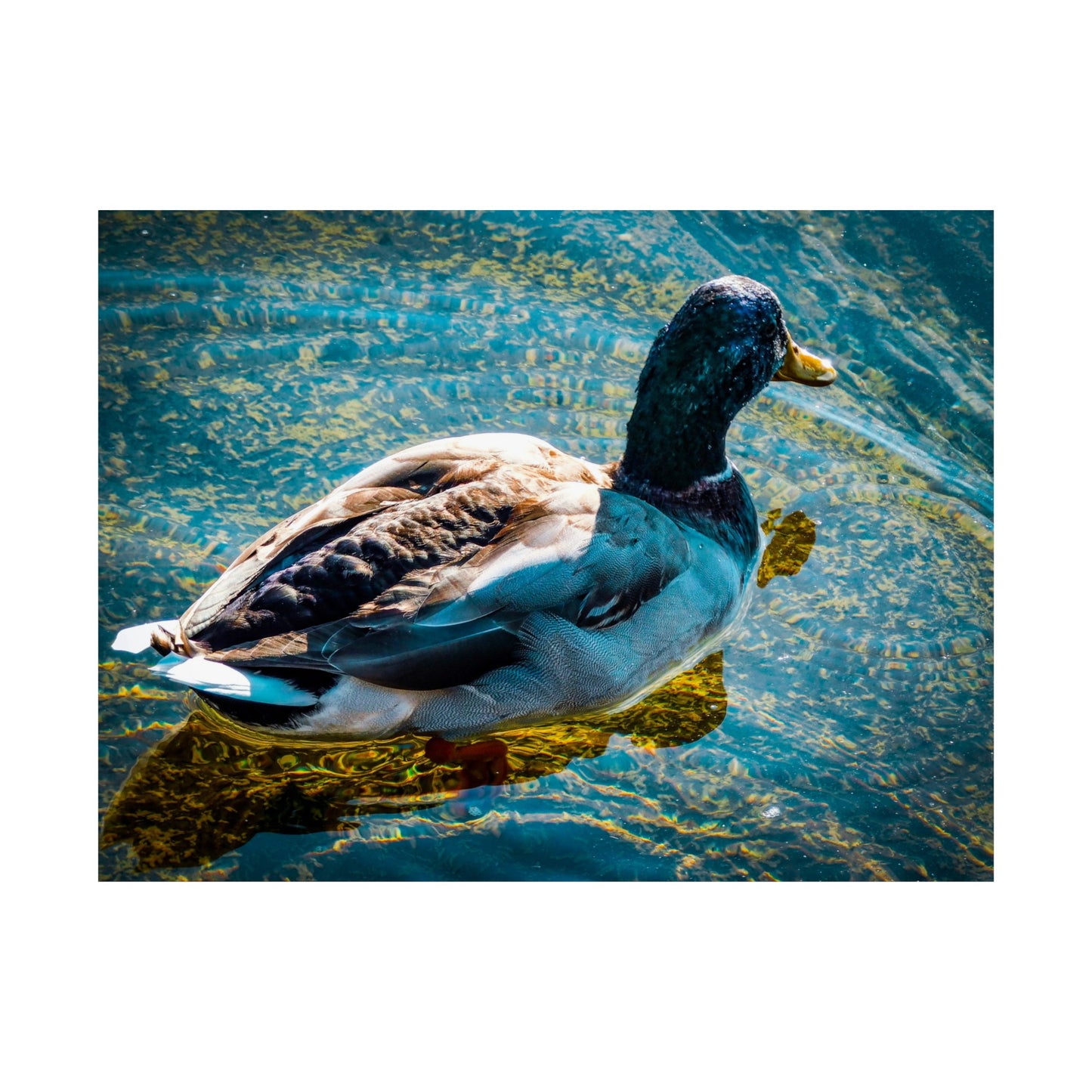 Duck  Matte Horizontal Posters