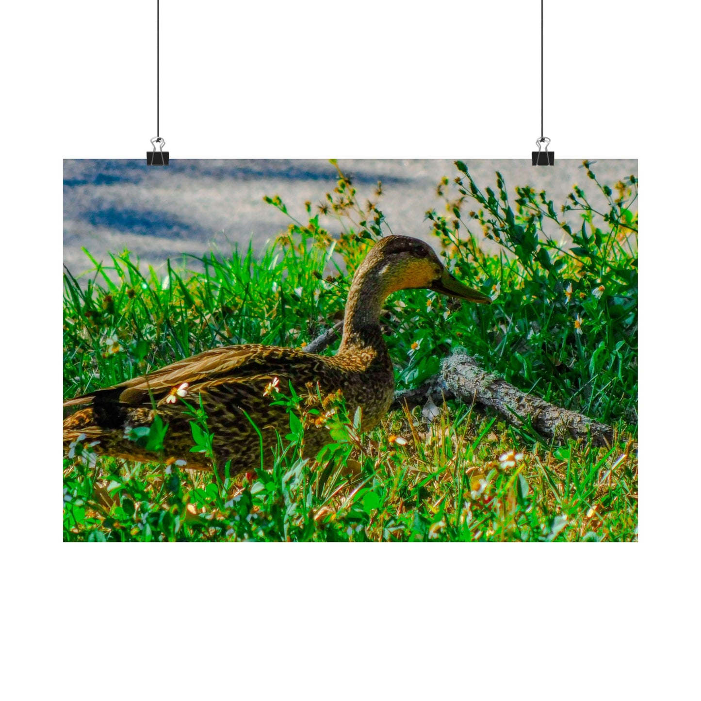 Cute Duck Photography Matte Horizontal Posters