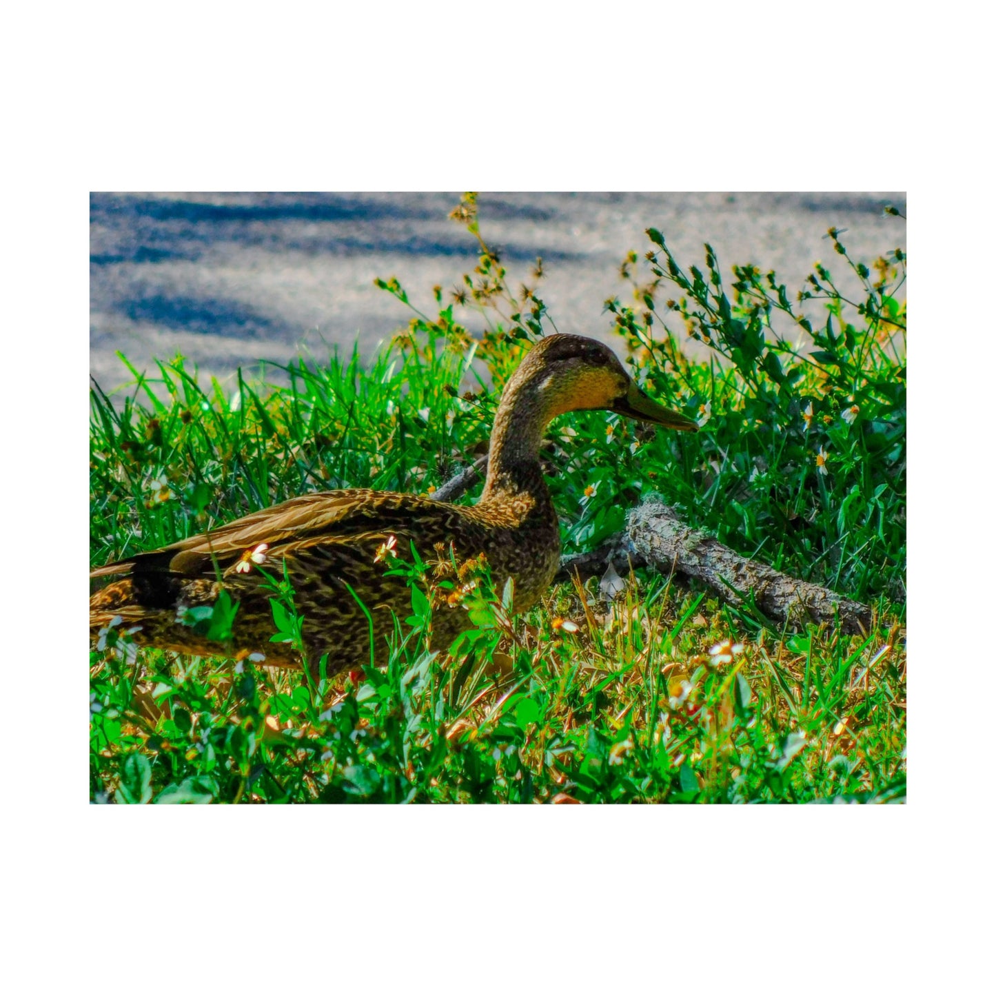 Cute Duck Photography Matte Horizontal Posters