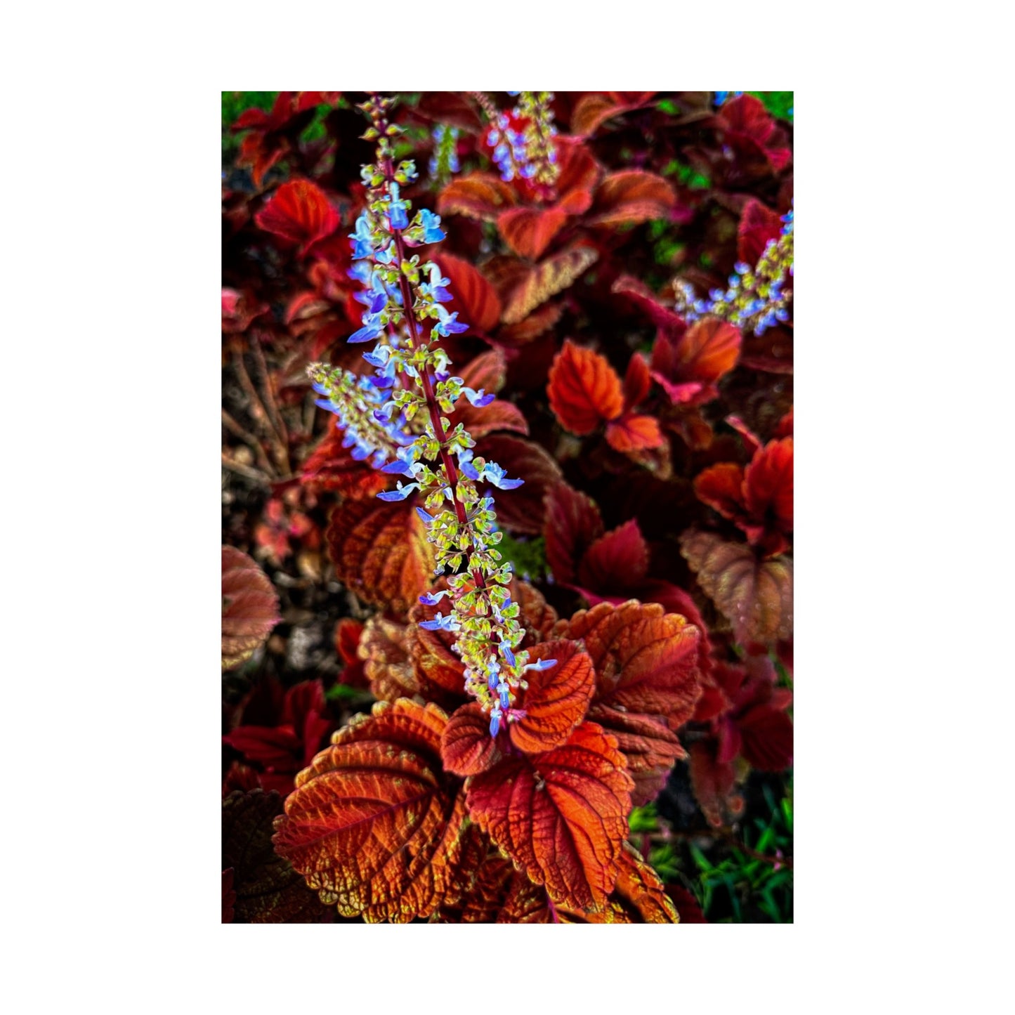 Flowers| Matte Vertical Posters | Gifts| Posters| Professional photos